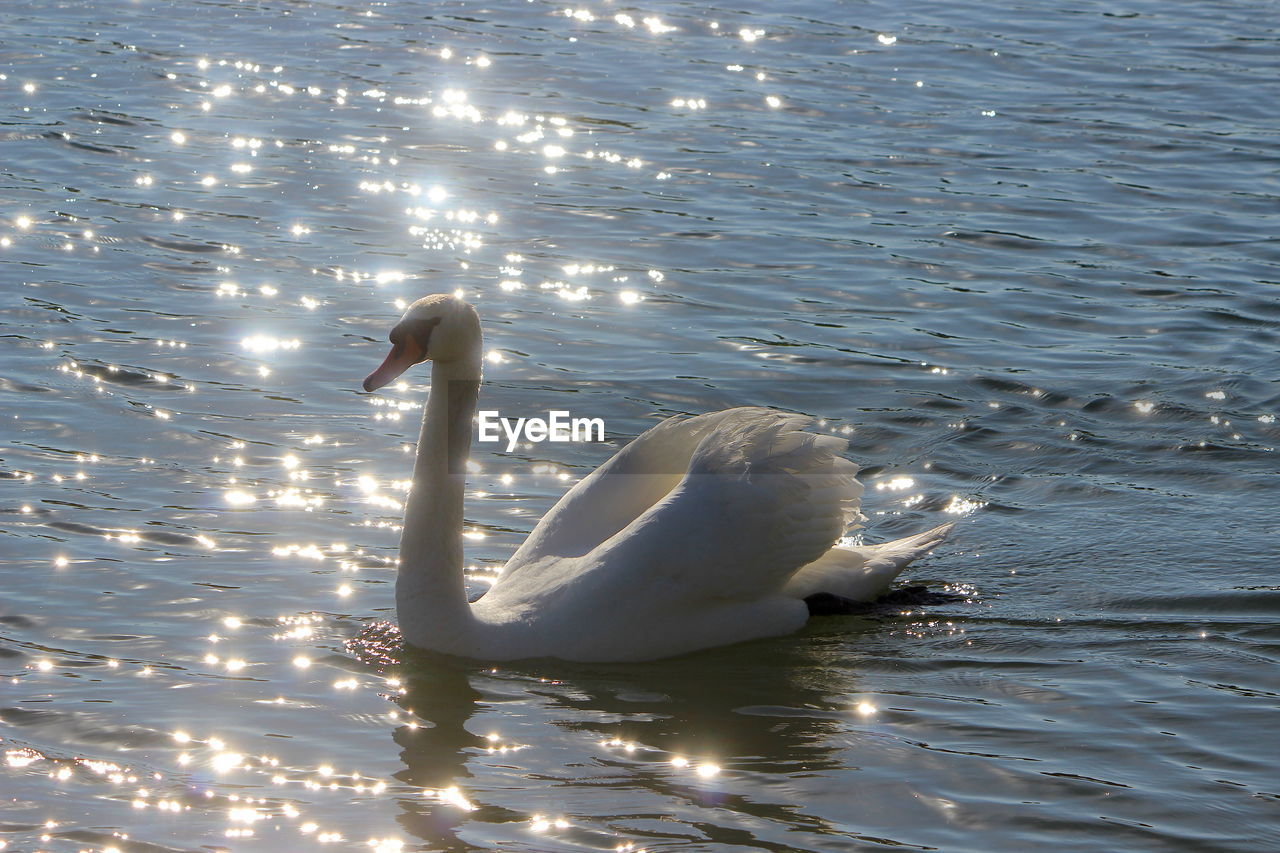 SWAN FLOATING ON LAKE