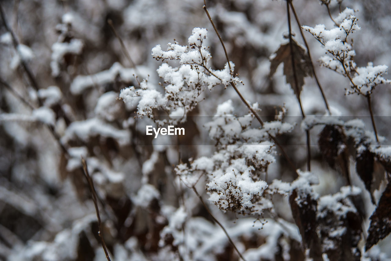 Close-up of frozen plant during winter