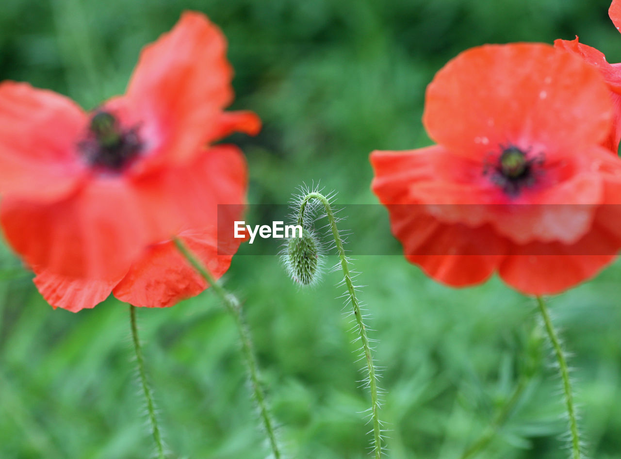 Close-up of red poppy on plant