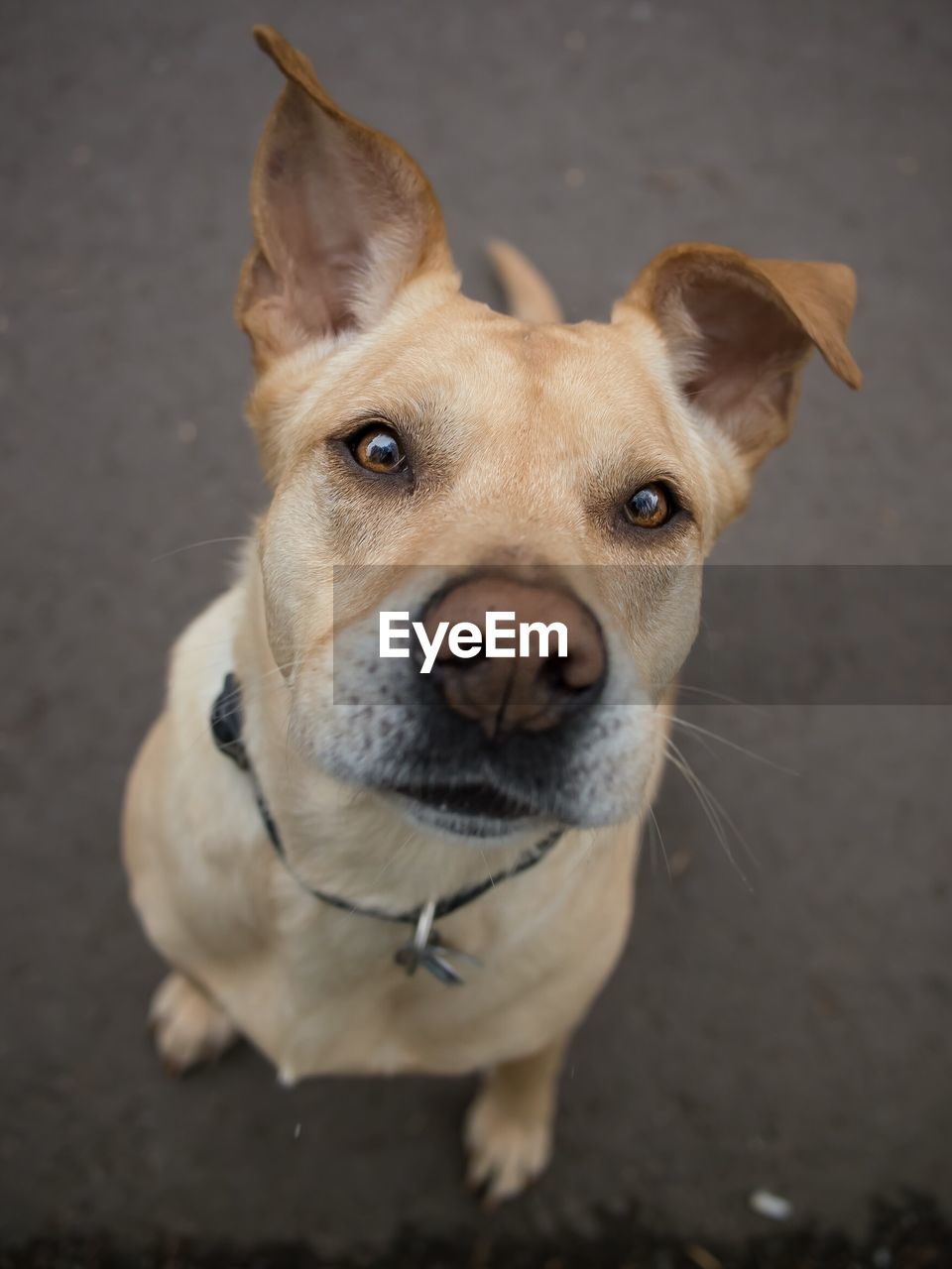 Portrait of dog sitting on road