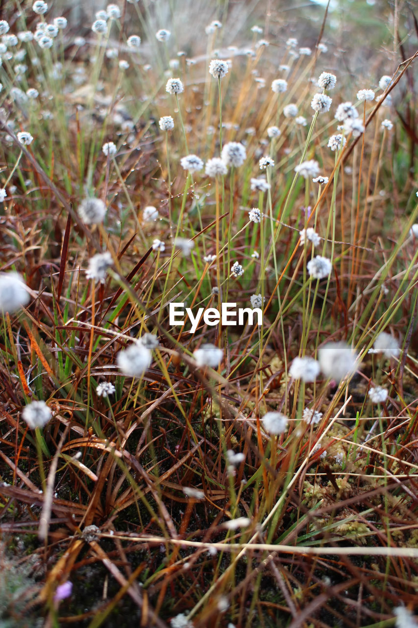 CLOSE-UP OF WHITE FLOWERING PLANTS ON FIELD