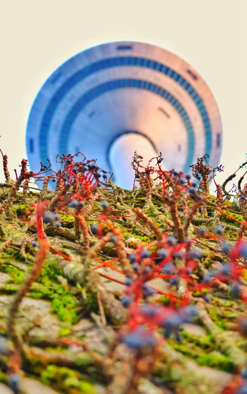 Low angle view of wall with ivy and fernsehturm against sky