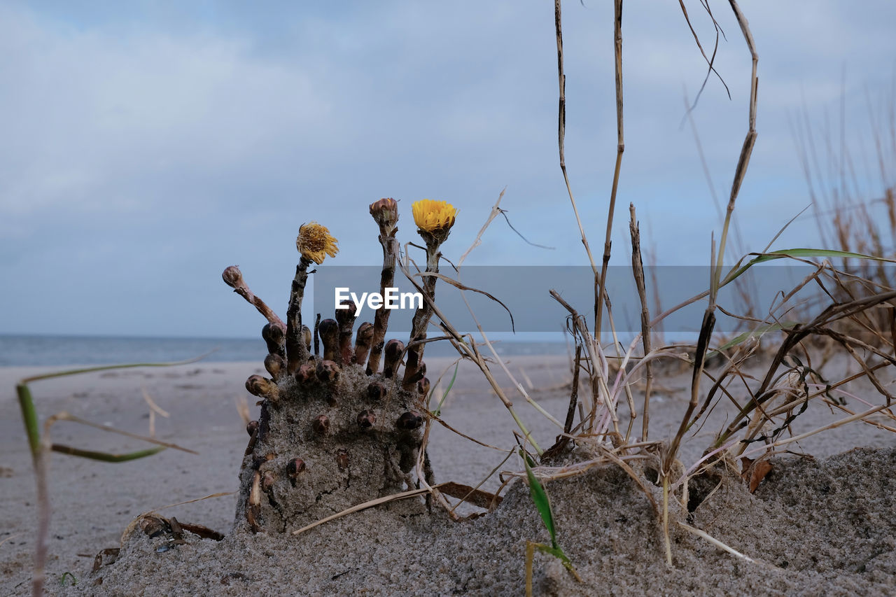 Driftwood on beach against sky