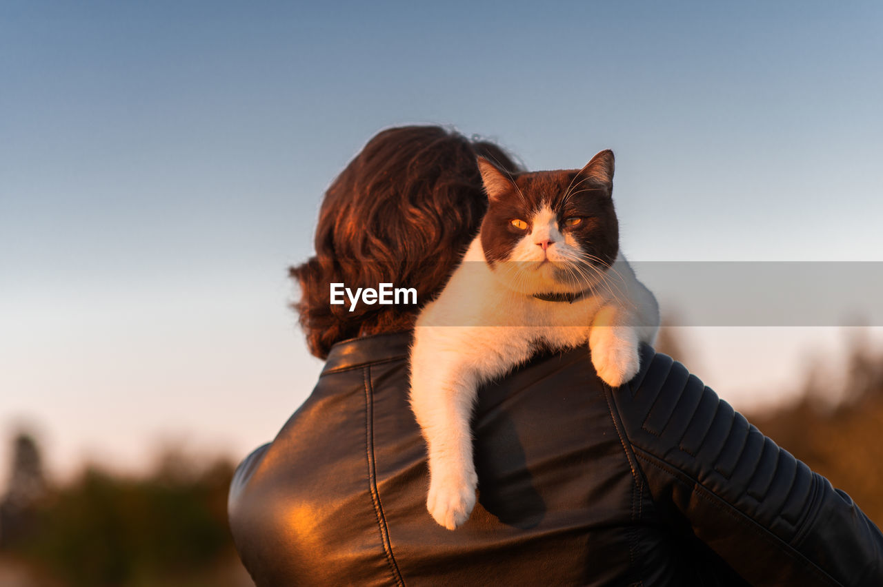 A young man walking at sunset with a serious british shorthair cat on his shoulder