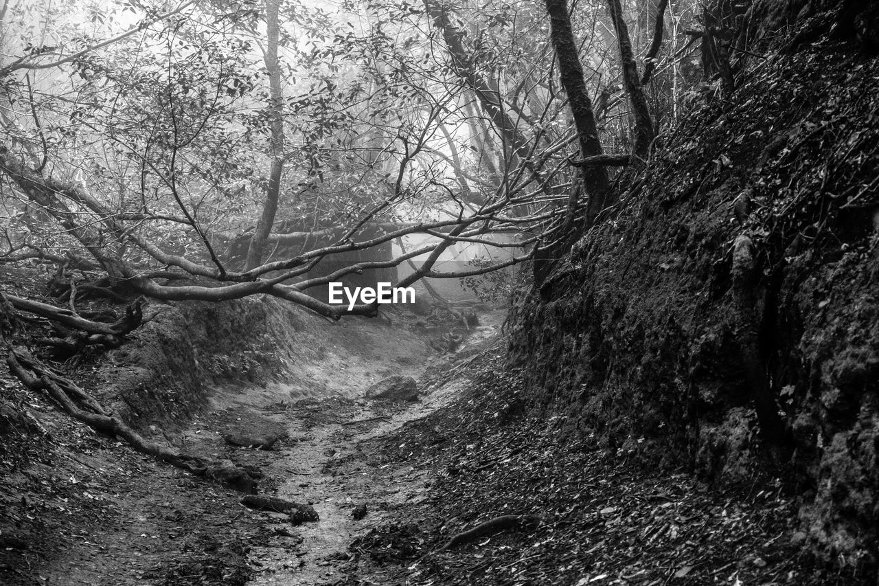 Mystic fairytale landscape at the anaga mountain