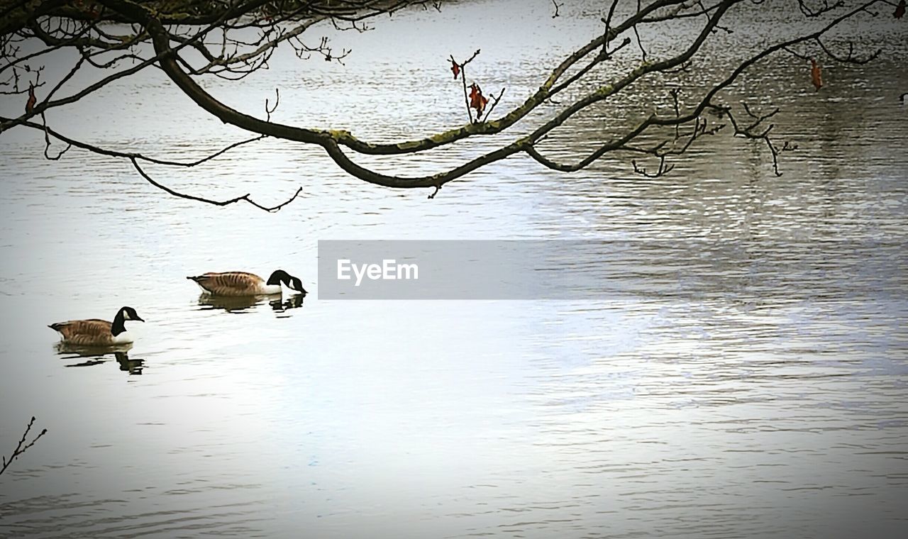 SWANS ON LAKE