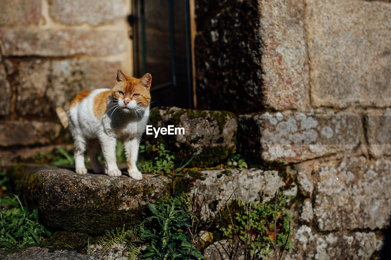 Portrait of cat on wall