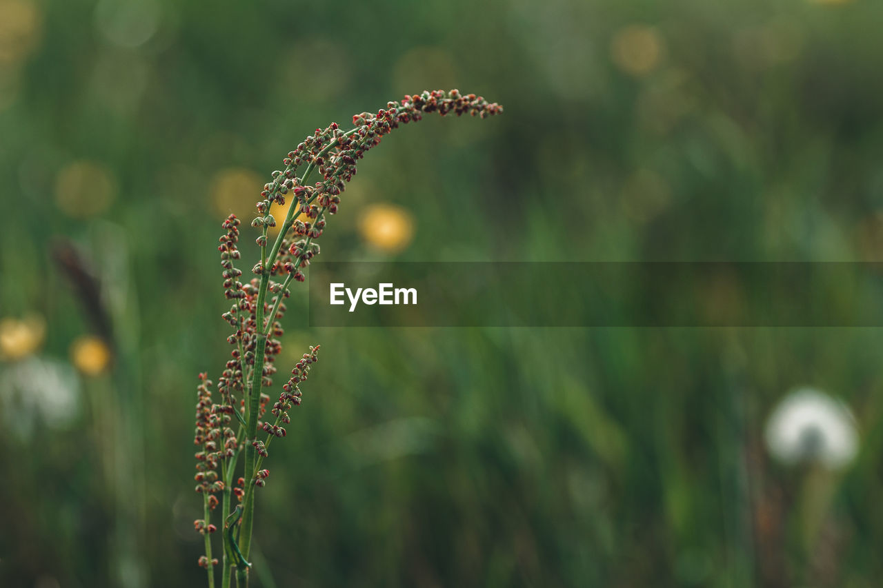 Close-up of flowering plant on land