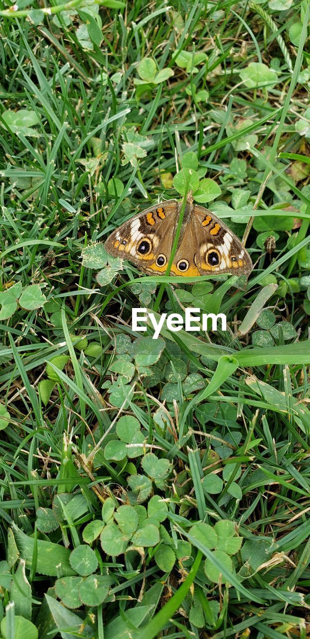 HIGH ANGLE VIEW OF BUTTERFLY ON LEAF