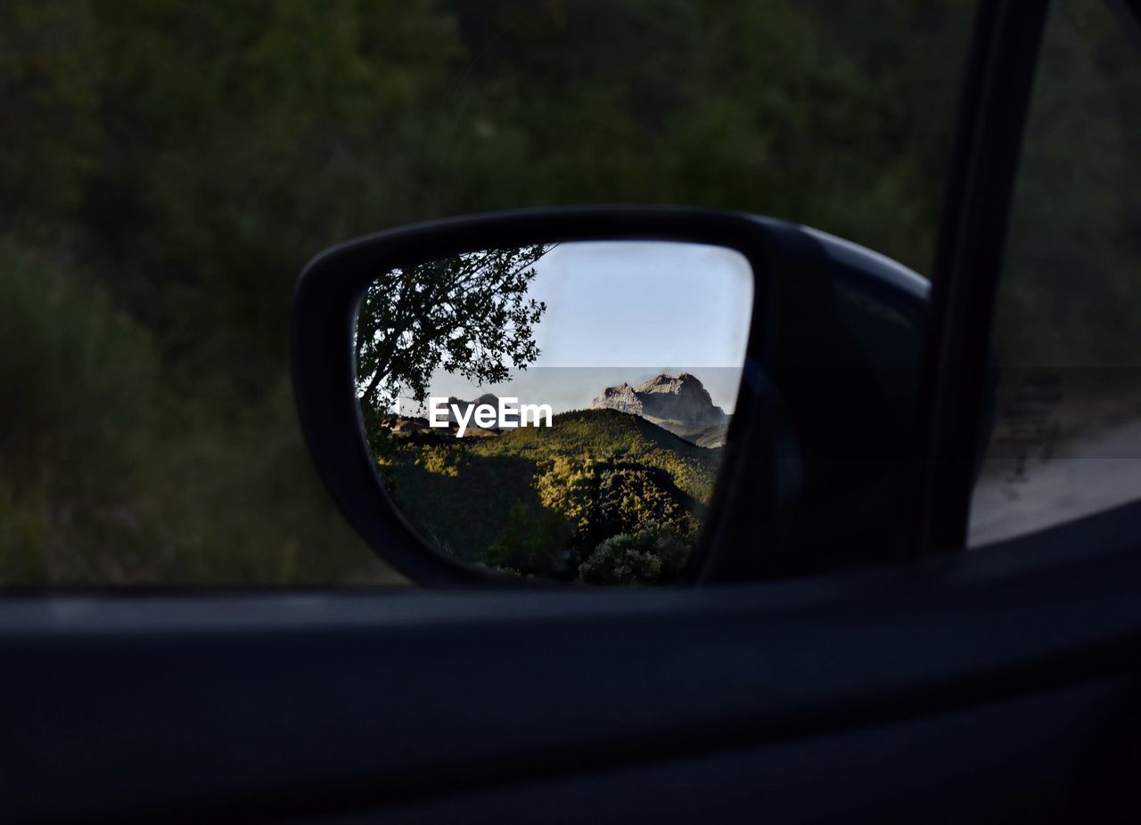 Reflection of trees in side-view mirror