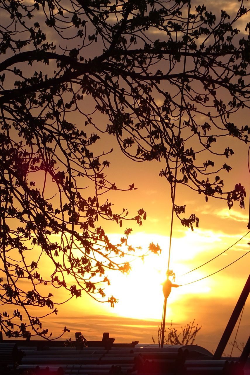 SILHOUETTE OF TREES AT SUNSET