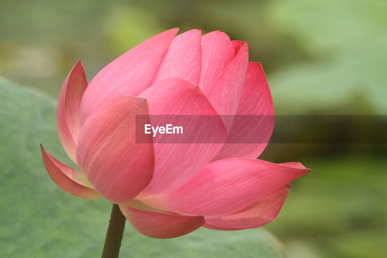 CLOSE-UP OF PINK WATER LILY IN GARDEN