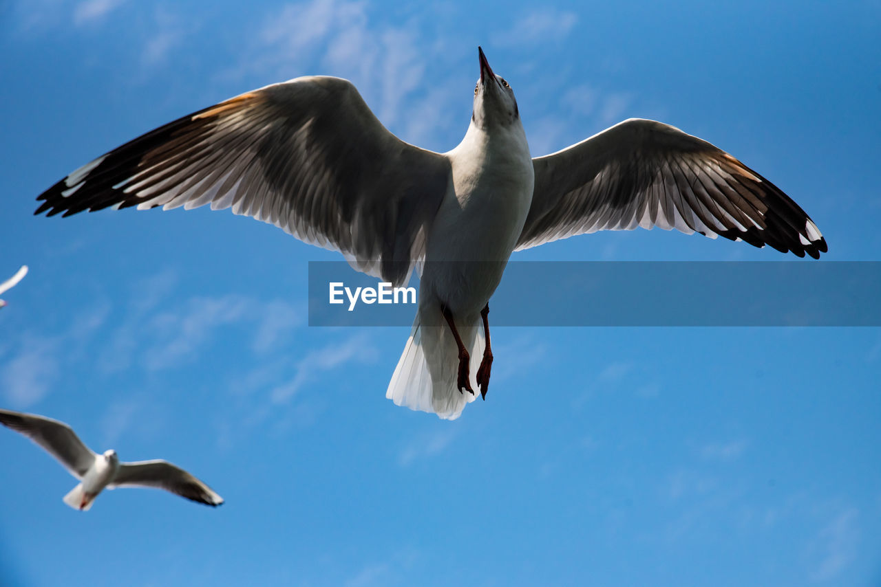 Low angle view of seagull flying