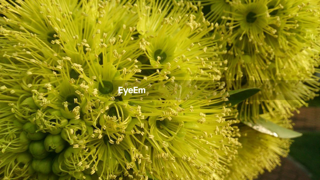 FULL FRAME SHOT OF FLOWER PLANTS