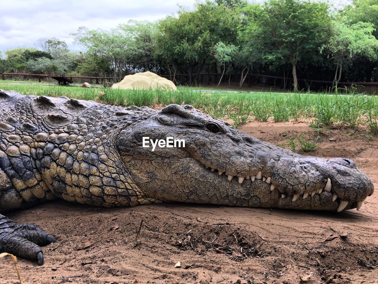 Close-up of crocodile on field