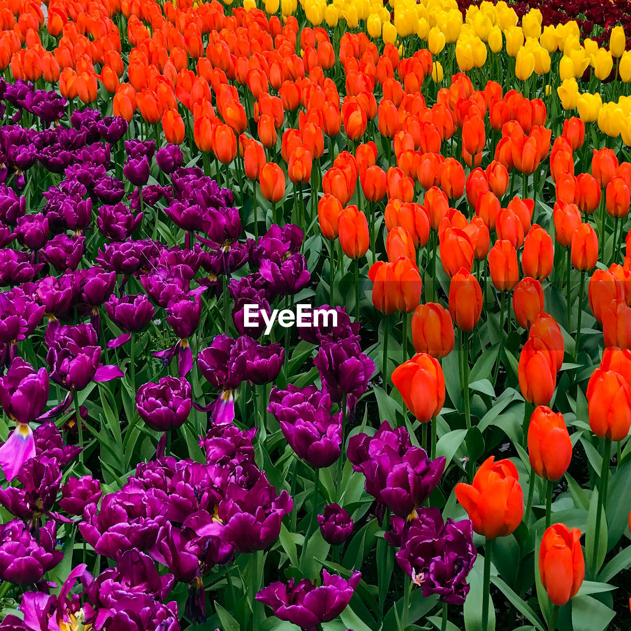 FULL FRAME SHOT OF COLORFUL TULIPS