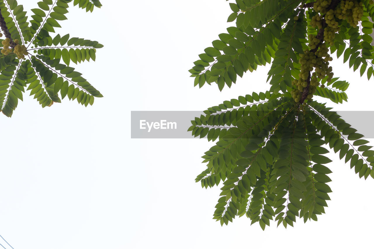 LOW ANGLE VIEW OF GREEN LEAVES AGAINST SKY