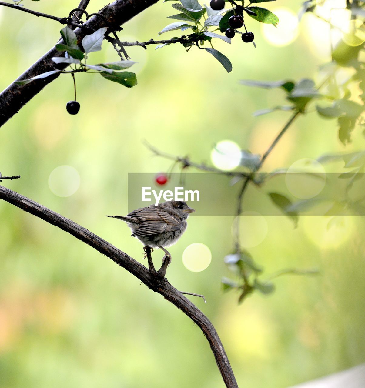 CLOSE-UP OF BIRD PERCHING ON A BRANCH