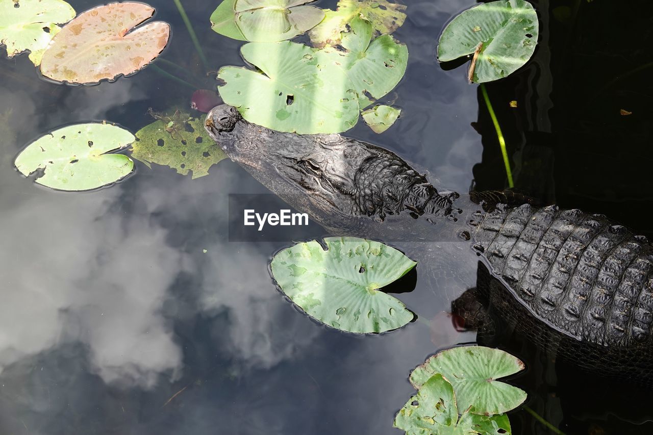 leaf, plant part, water, nature, lake, water lily, animal, reptile, animal themes, green, animal wildlife, floating, floating on water, plant, no people, wildlife, crocodile, beauty in nature, outdoors, aquatic plant, one animal, day, reflection, lotus water lily, lily, alligator, high angle view, wetland