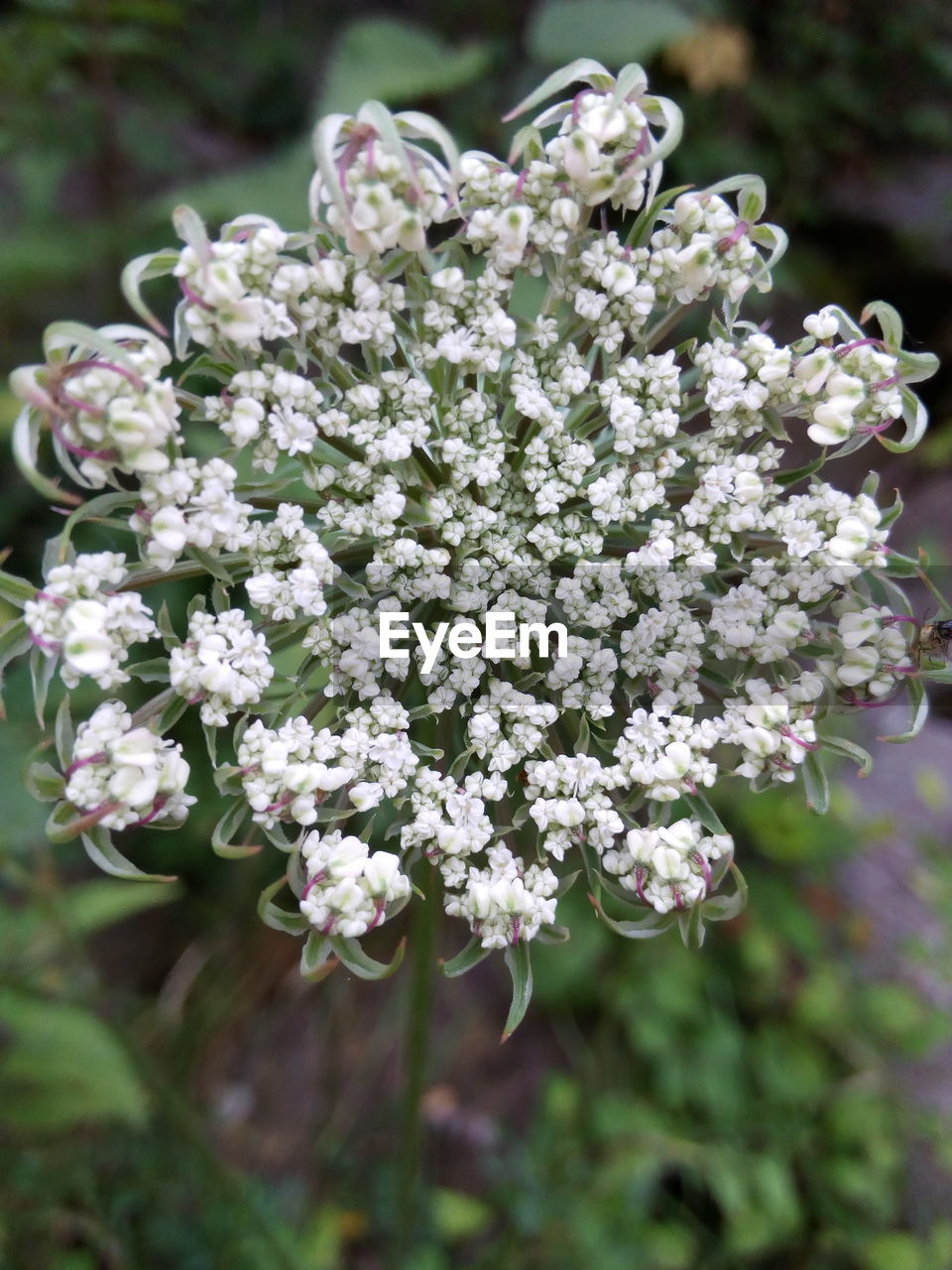 CLOSE-UP OF PLANT