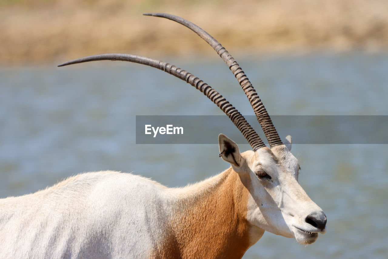 Scimitar horned oryx by water head turned slightly toward camera