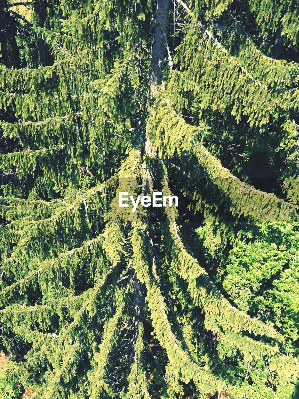 HIGH ANGLE VIEW OF TREES IN THE FOREST