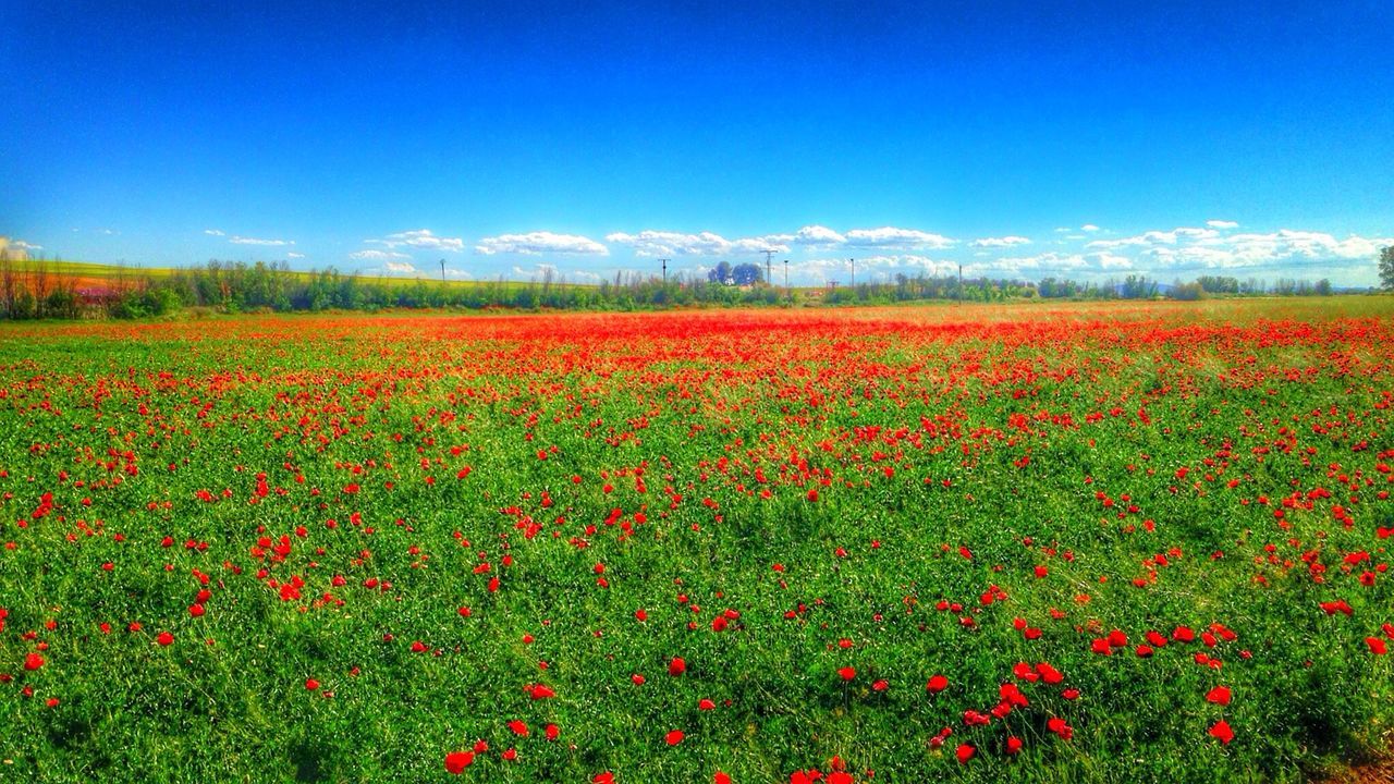 Flowers blooming on field against blue sky