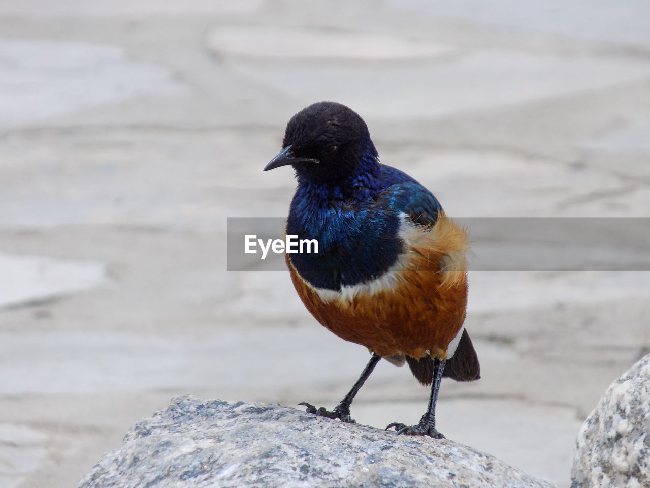 CLOSE-UP OF PEACOCK PERCHING ON ROCK