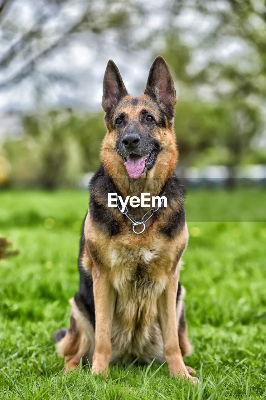 PORTRAIT OF DOG SITTING IN FIELD