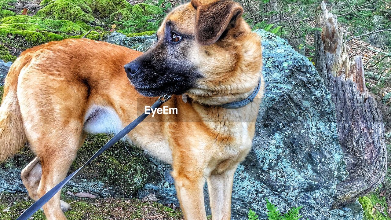 CLOSE-UP OF DOG STICKING OUT TONGUE