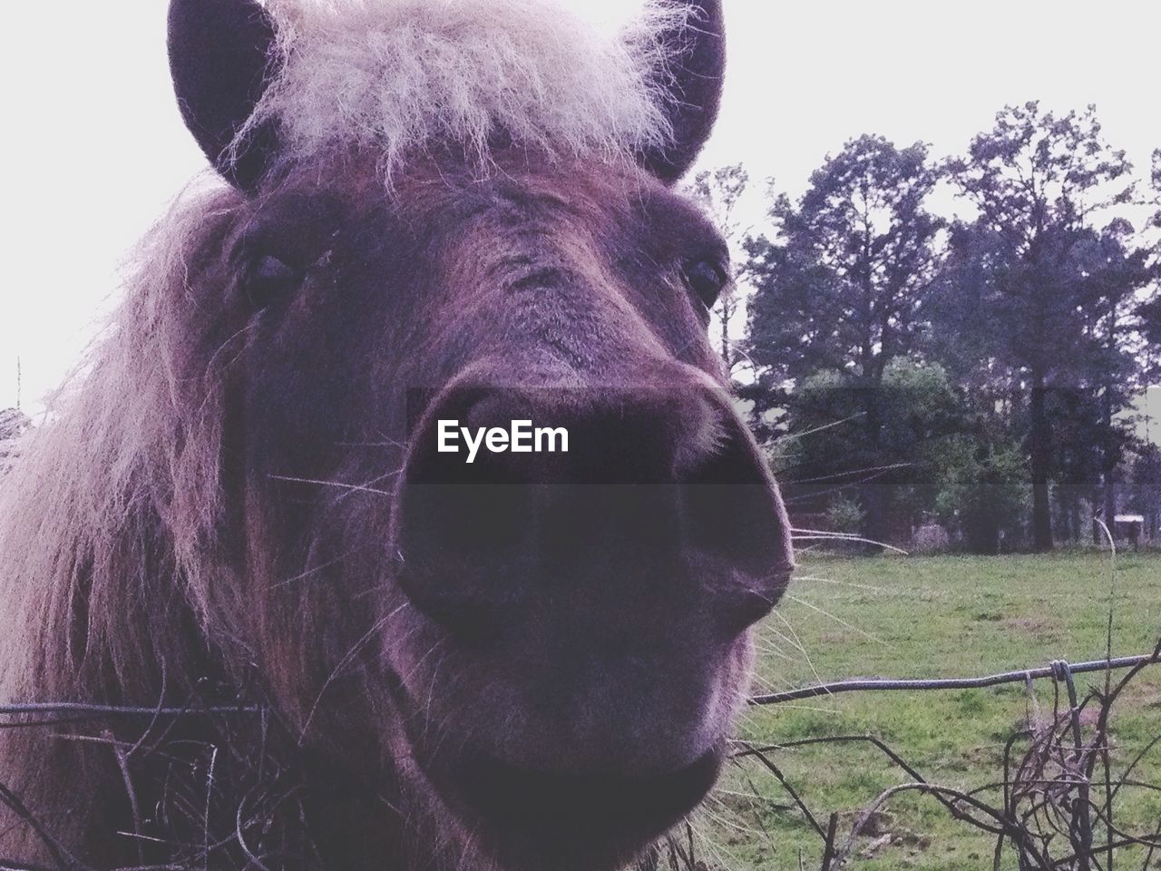 CLOSE UP OF HORSE AGAINST SKY