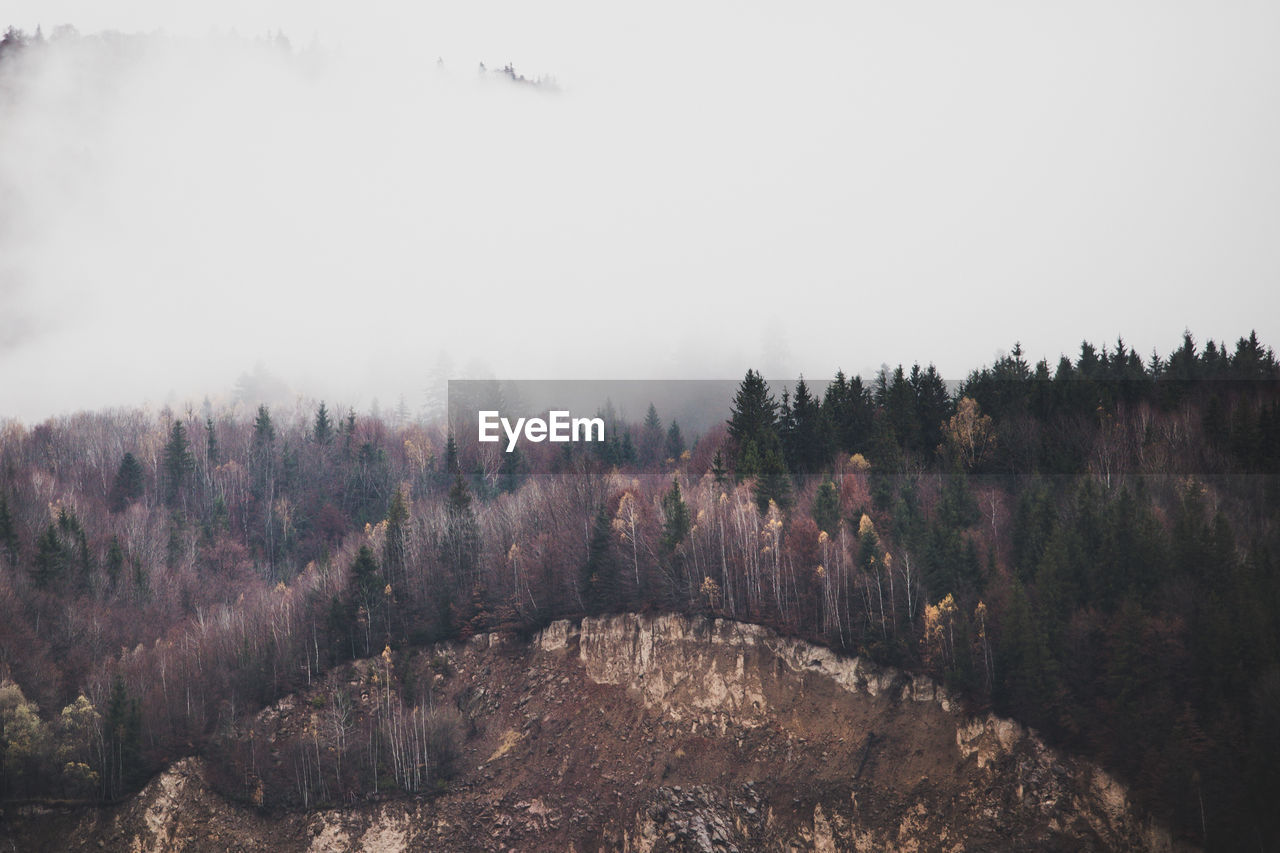 High angle view of forest in fog