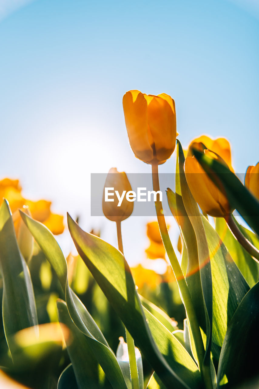 Low angle view of flowering plants against sky