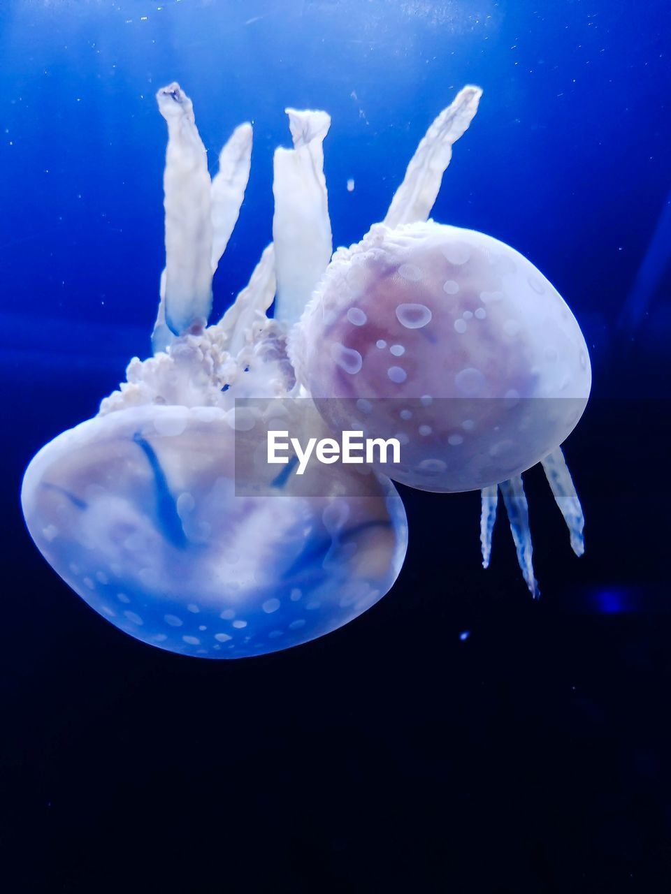 CLOSE-UP OF JELLYFISH IN WATER AT AQUARIUM