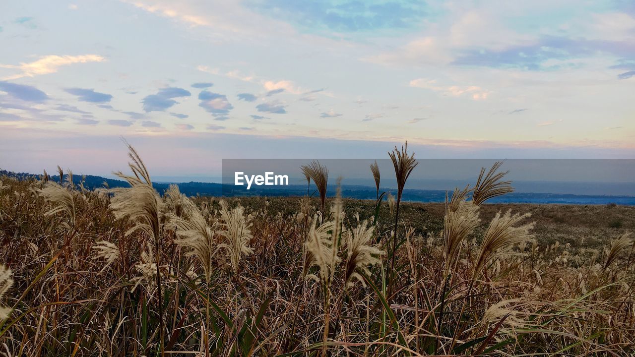 PLANTS ON FIELD AGAINST SKY