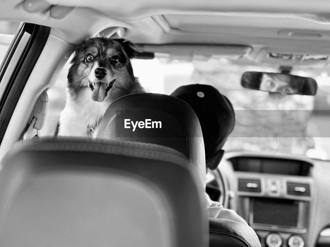 portrait of dog sitting in car