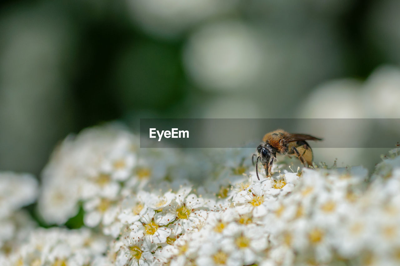 Close-up of insect on flower