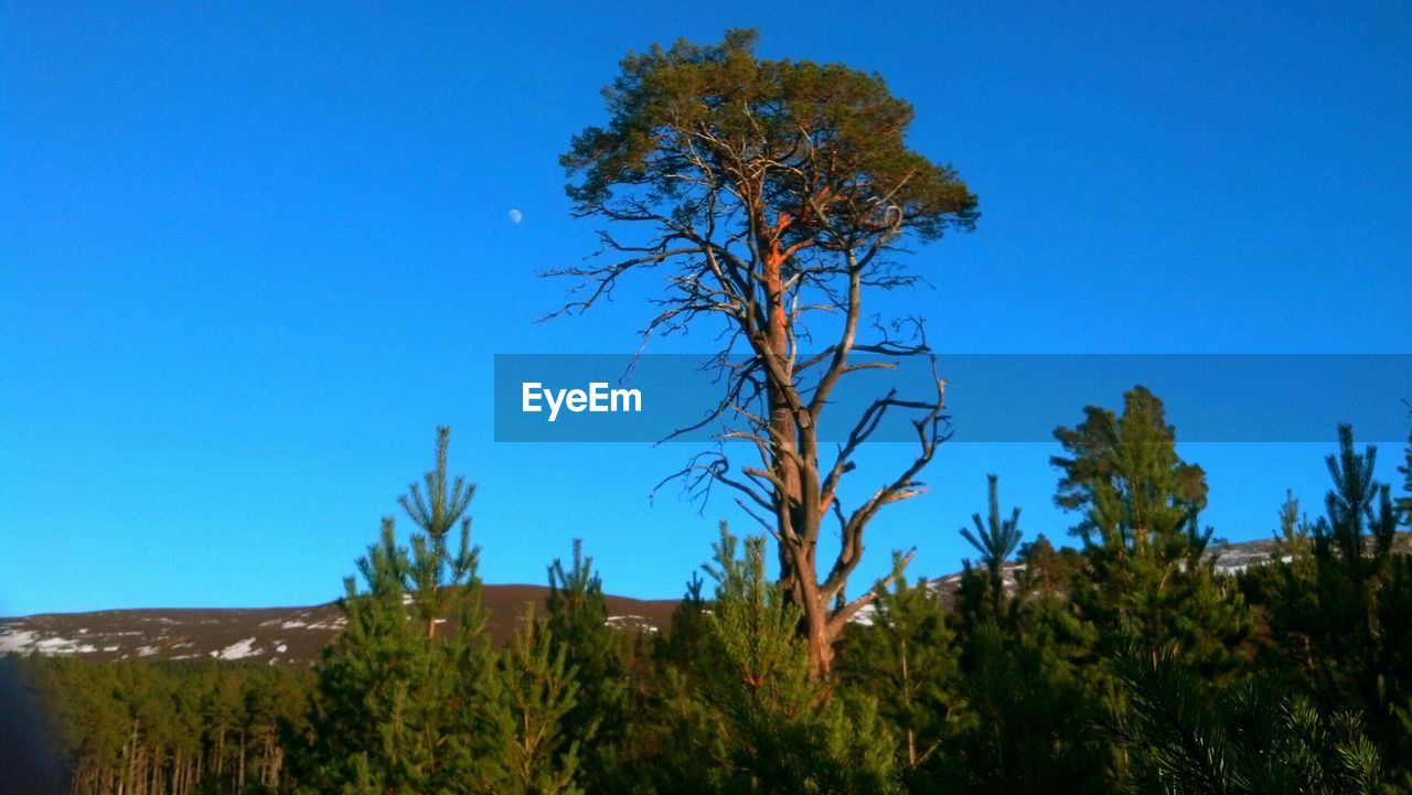 Idyllic shot of half moon in clear blue sky with trees in cairngorms national park