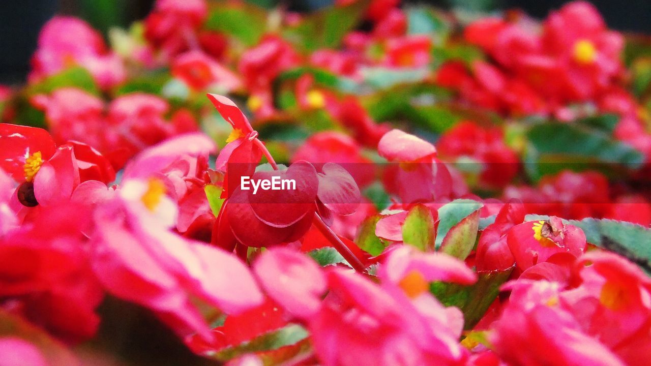 Full frame shot of red flowering plant