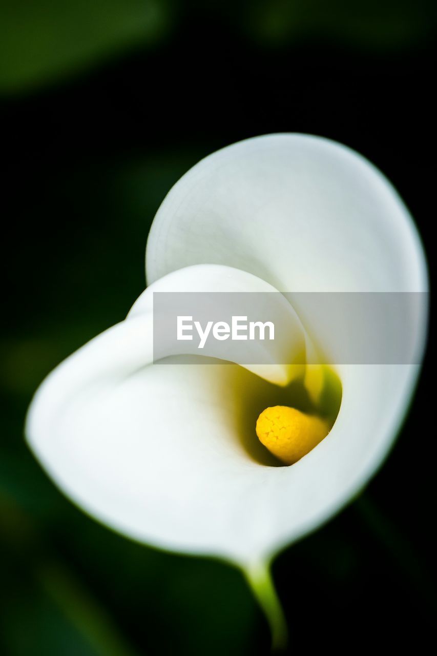 Close-up of white flower