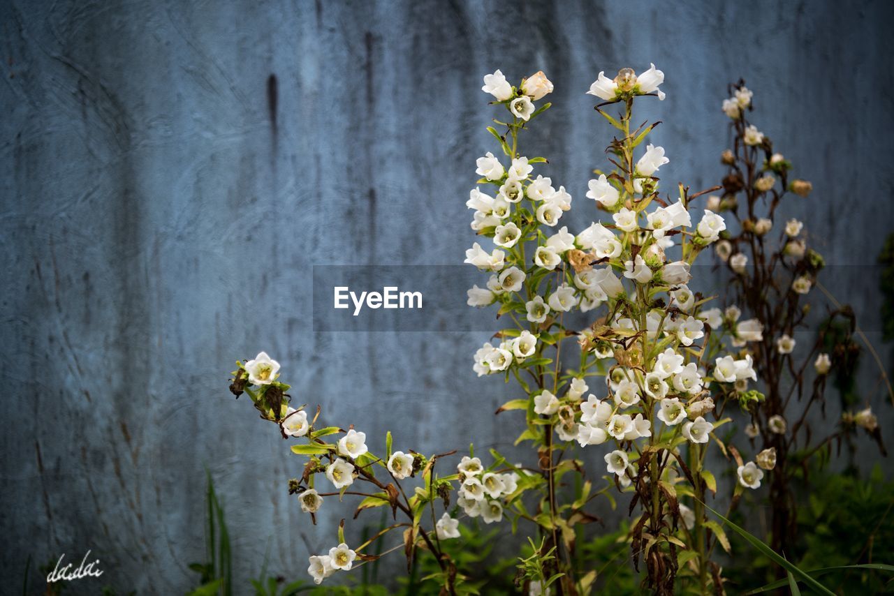 CLOSE-UP OF FLOWERS BLOOMING OUTDOORS