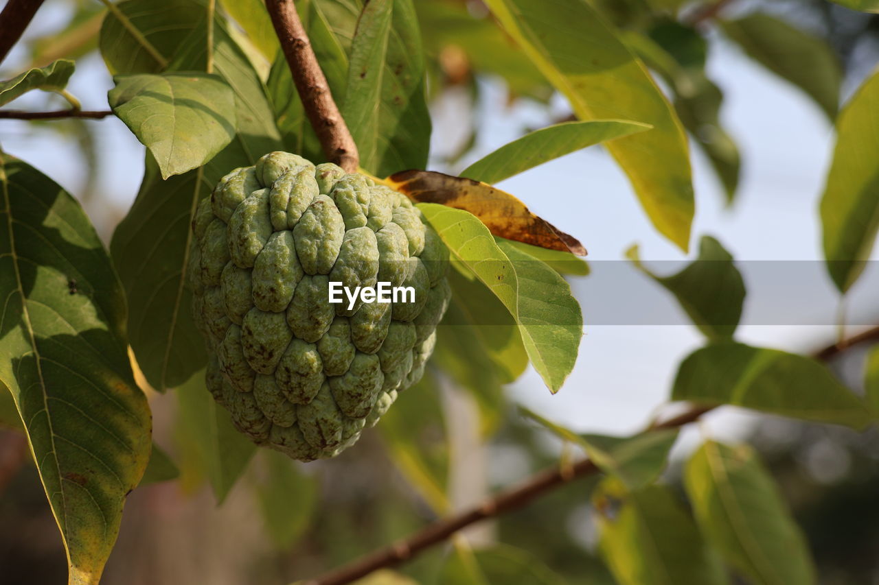 close-up of fruits