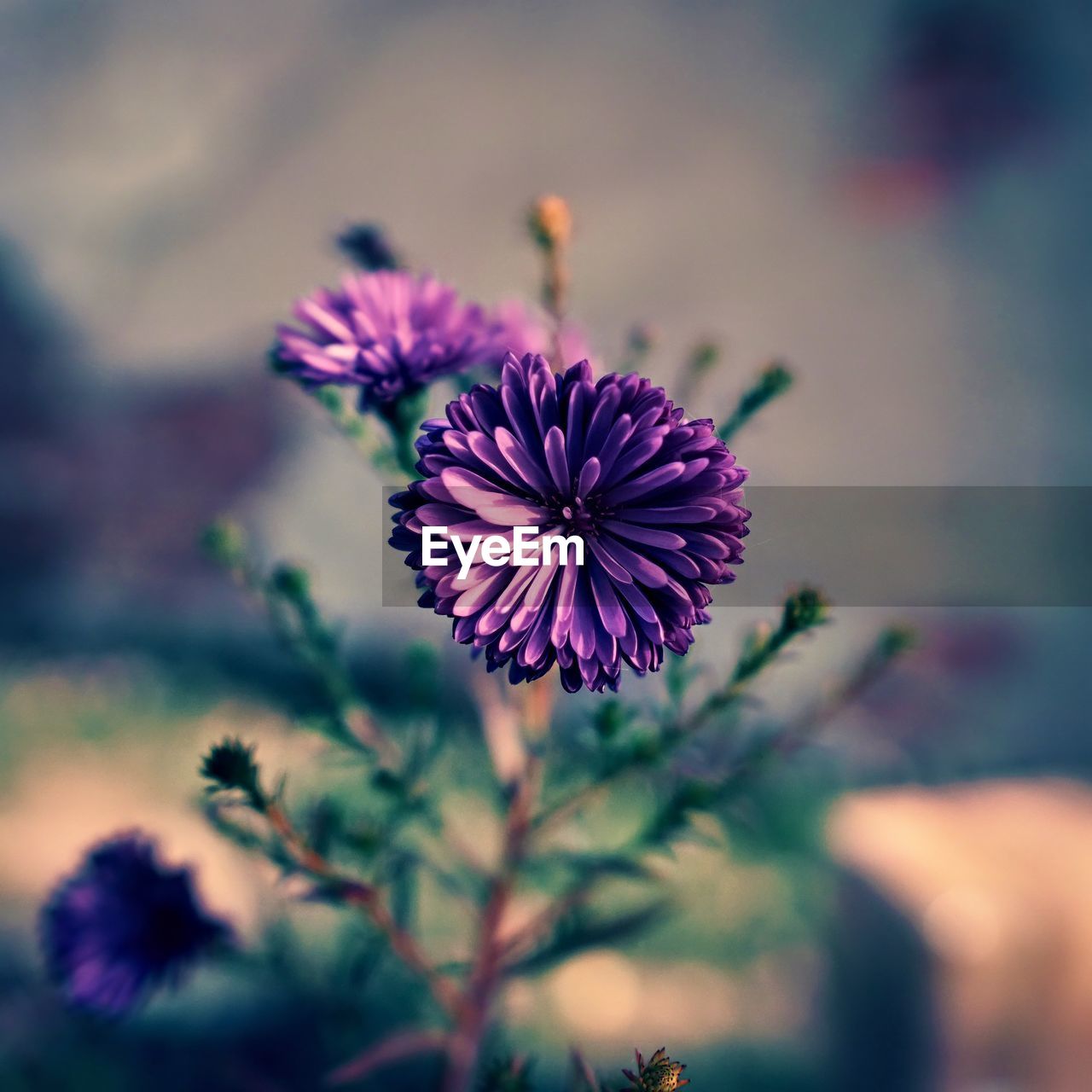 flower, flowering plant, plant, freshness, nature, beauty in nature, purple, macro photography, close-up, flower head, petal, inflorescence, medicine, growth, blossom, fragility, focus on foreground, no people, sky, outdoors, botany, summer, selective focus, food, herbal medicine, magenta, plant stem, blue, wildflower, green, herb, food and drink, alternative medicine, multi colored