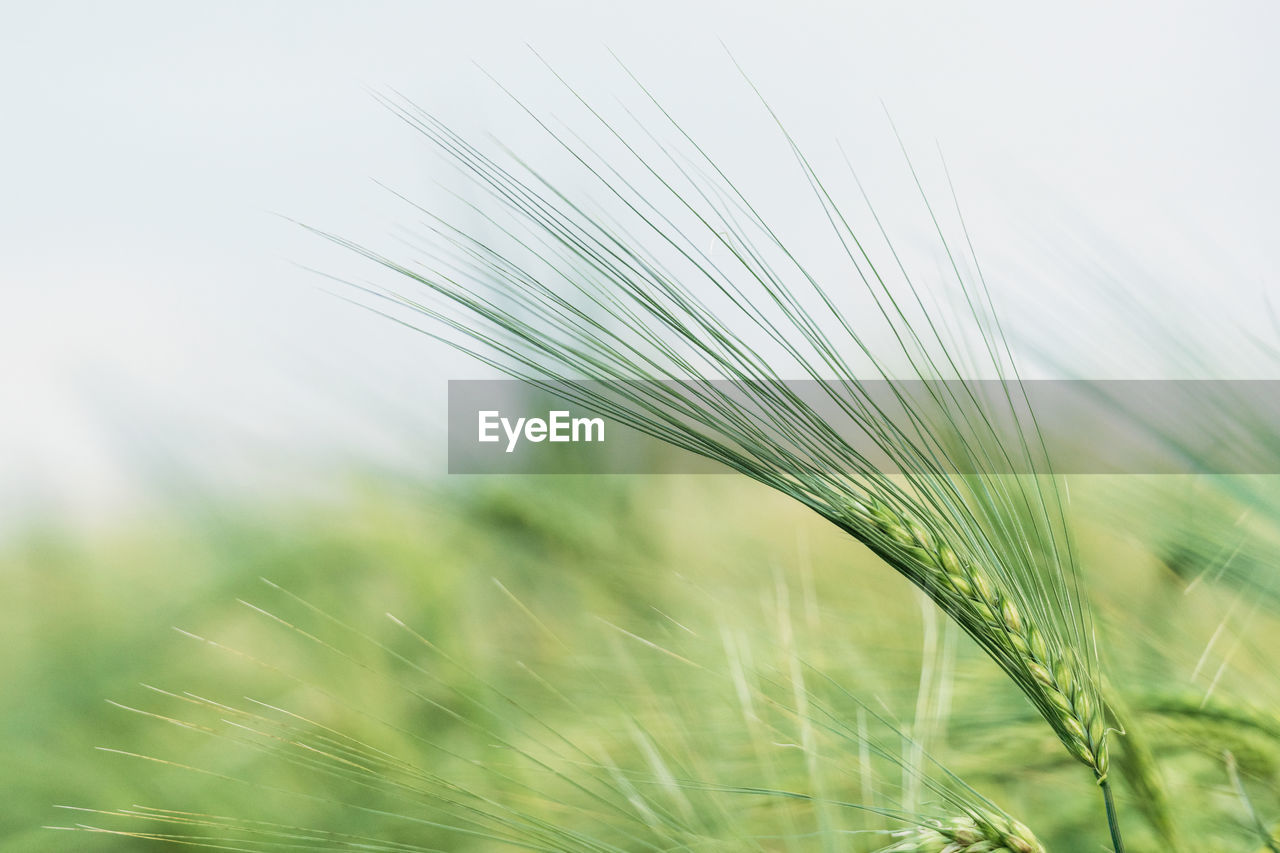 CLOSE-UP OF WHEAT GROWING IN FIELD