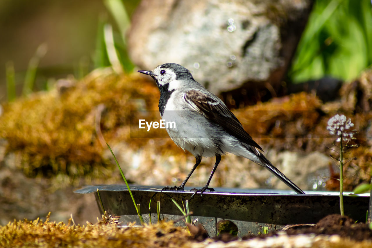 Close-up of bird perching on a field