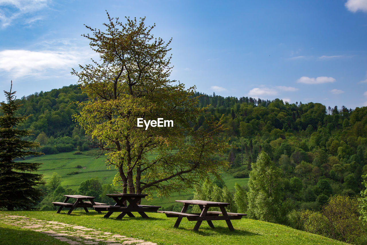 PARK BENCH BY TREES AGAINST SKY