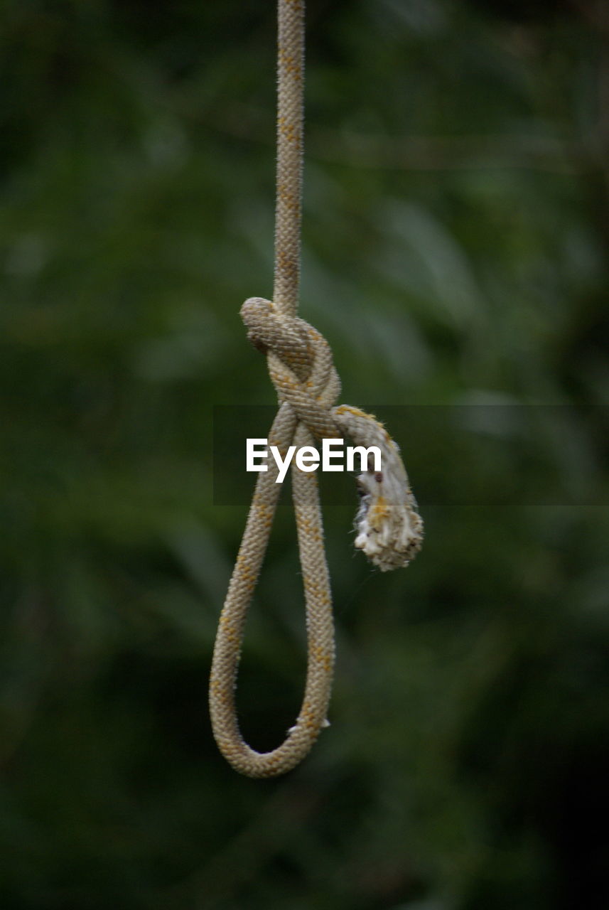 Close-up of rope tied up on a tree