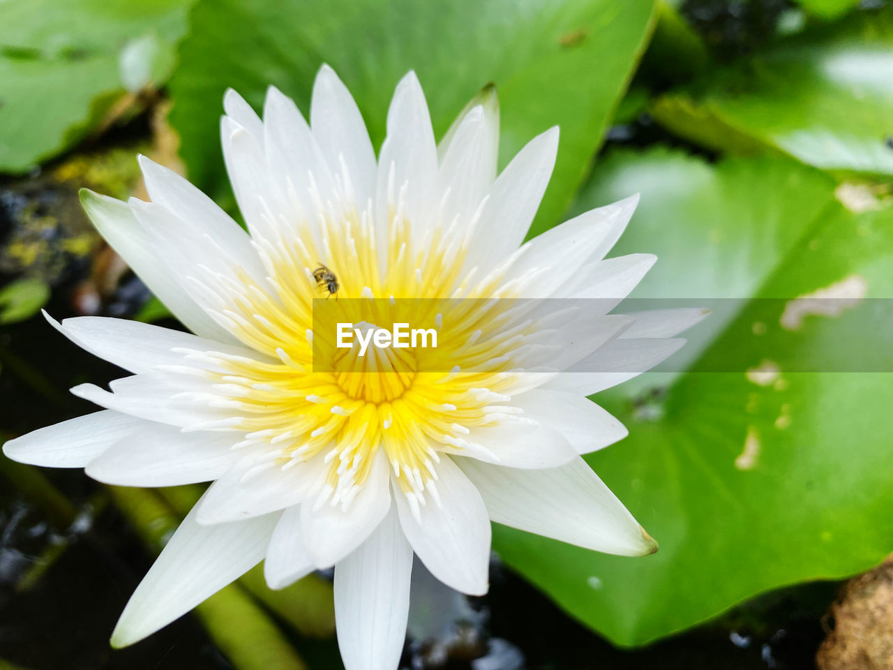 CLOSE-UP OF WHITE FLOWER WITH YELLOW POLLEN