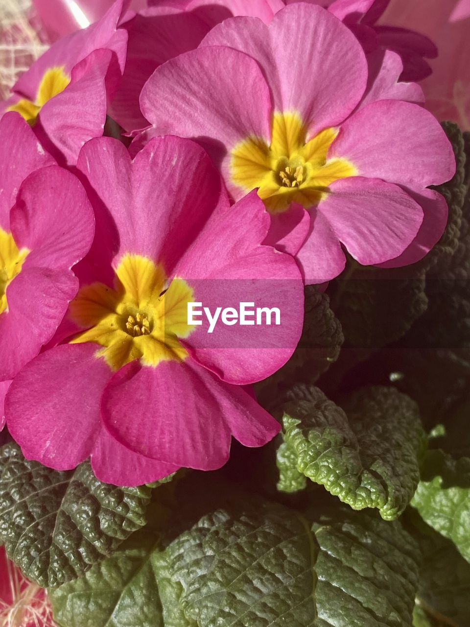 flower, flowering plant, plant, freshness, beauty in nature, petal, flower head, fragility, inflorescence, close-up, growth, pink, nature, pollen, no people, yellow, springtime, outdoors, stamen, leaf, plant part, blossom