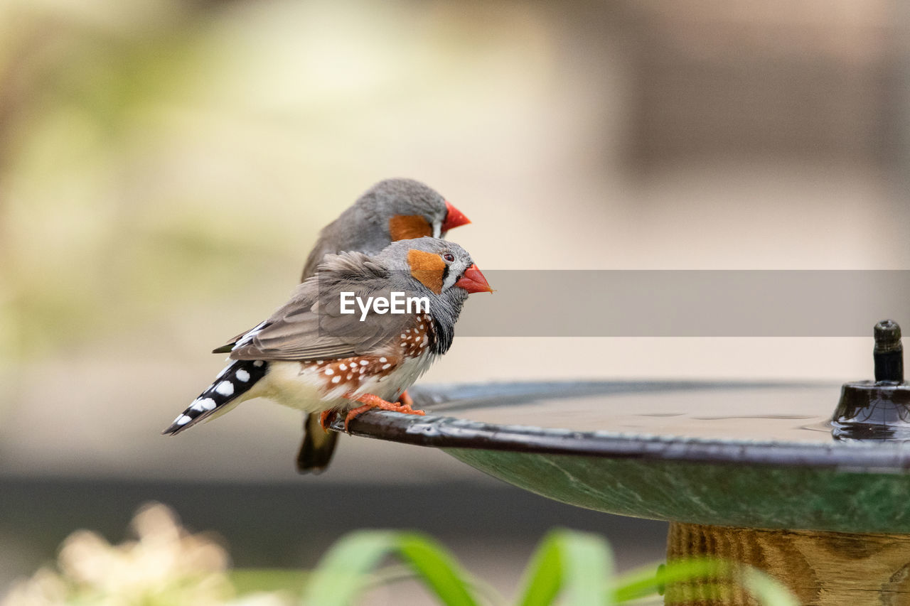 Pair of zebra finch birds taeniopygia guttata on the edge of a bird bath in australia